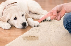 Pet Stain Removal